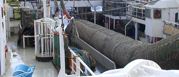 Промысловая добыча путассу большим тралом Атлантика-2080 производства компании Fishering Service